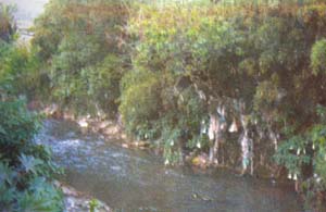 Water-pollution at Umkhrah stream 